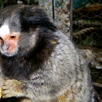 Sagui